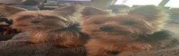 Yorkshire Terrier dogs for sale: Payton - Ad 39