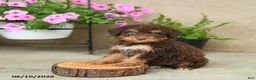 Mini Aussiedoodle dogs for sale: Paul - Ad 2