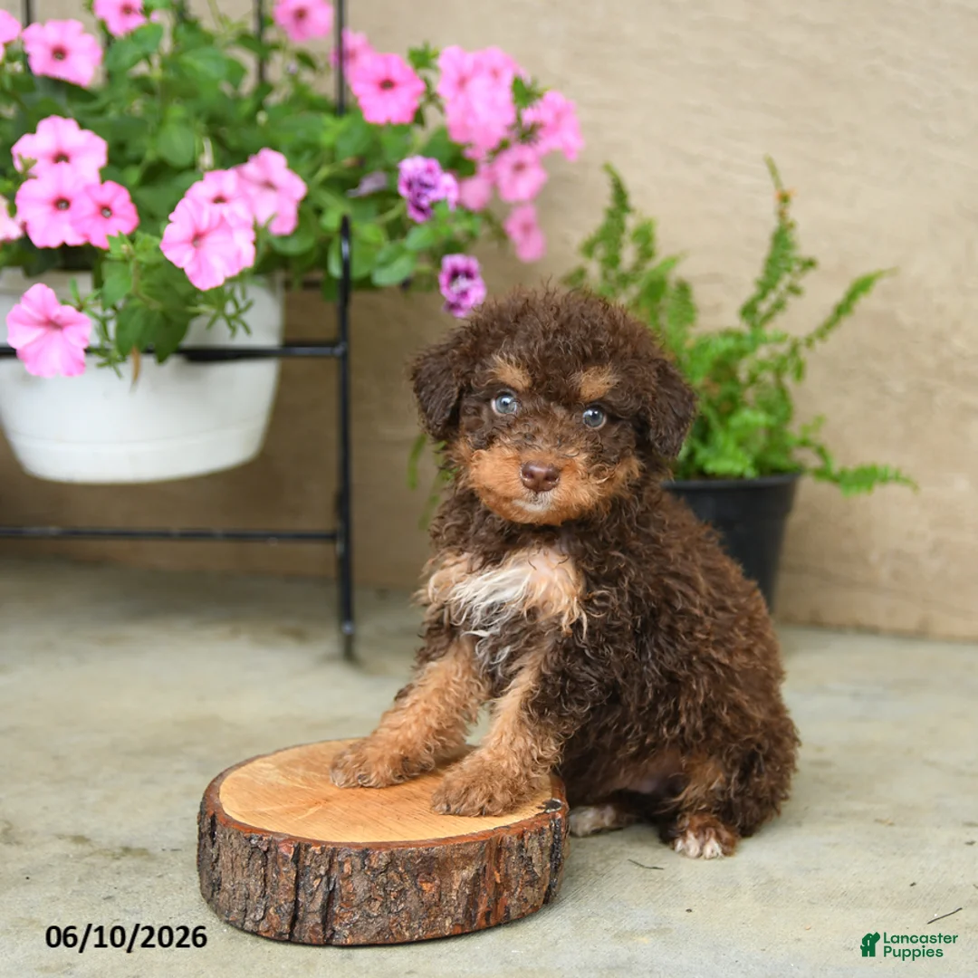 Mini Aussiedoodle dogs for sale: Paul - Ad 2