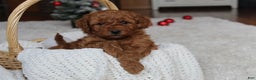 Cavapoochon dogs for sale: Millie - Ad 1