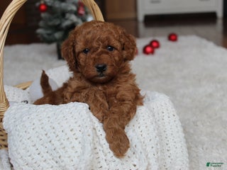 Cavapoochon dogs Millie - Ad 3