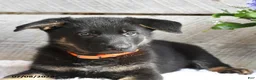 German Shepherd dogs for sale: Freya - Ad 1