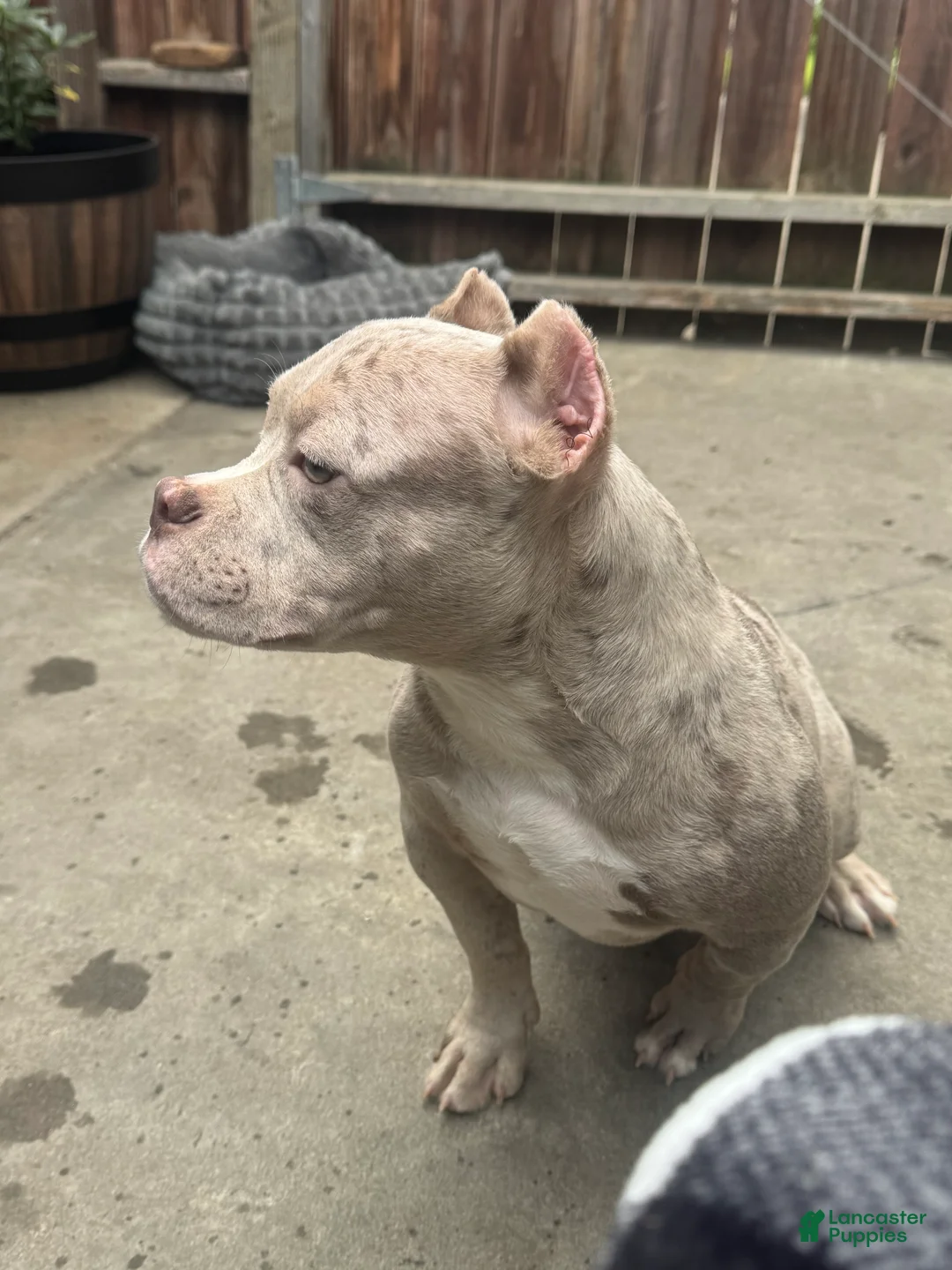 American Bully dogs for sale: American Bully Lilac Merle Male - Ad 2