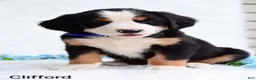 Bernese Mountain Dog dogs for sale: Clifford  - Ad 3