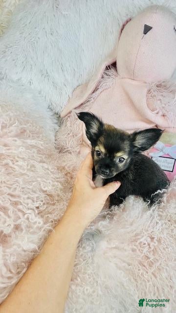 Chihuahua dogs Chihuahua Puppy 1 - Ad 22