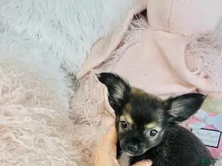 Chihuahua dogs Chihuahua Puppy 1 - Ad 13