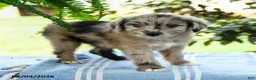 Aussiedoodle dogs for sale: Macy - Ad 2