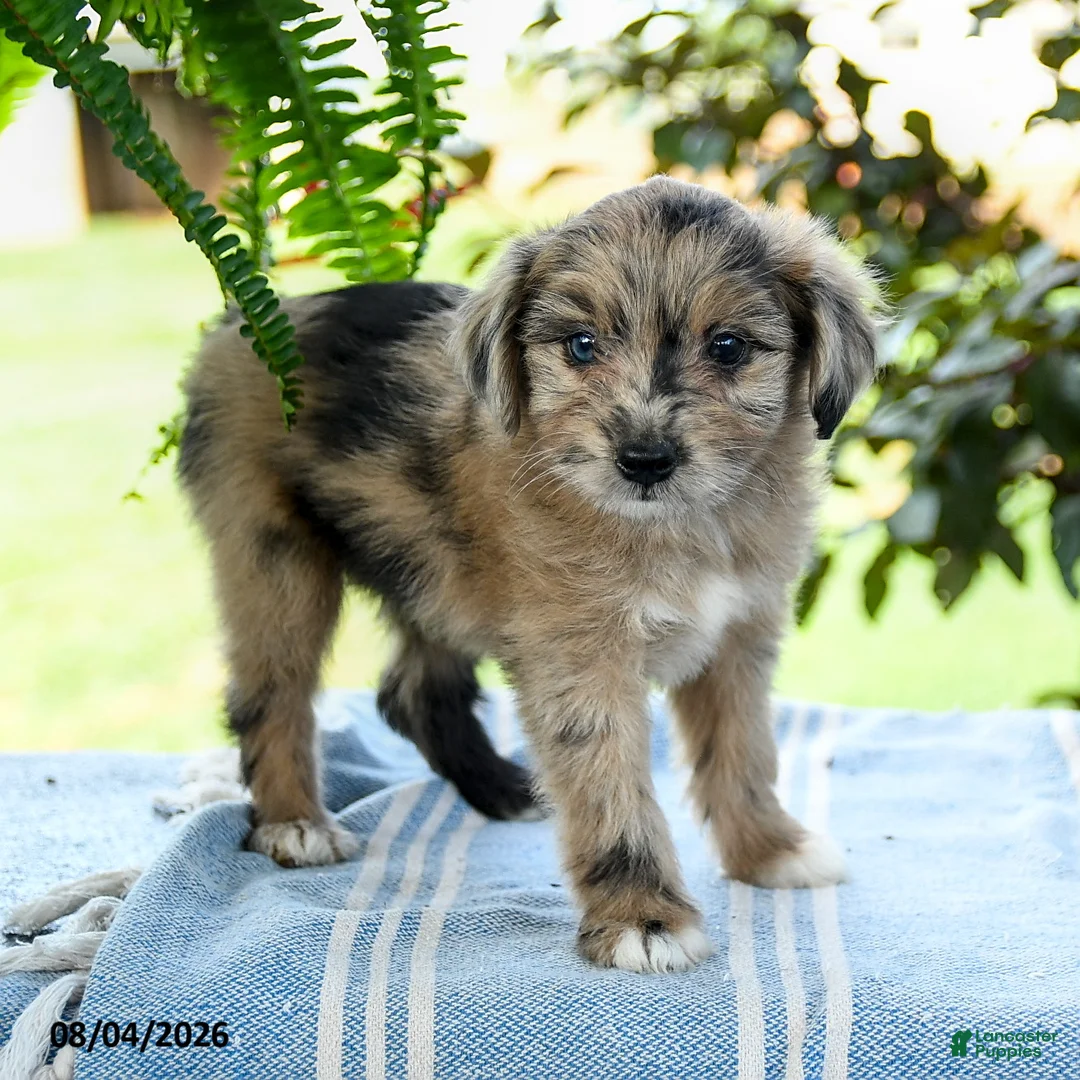 Aussiedoodle dogs for sale: Macy - Ad 2