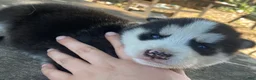 Mixed Breed dogs for sale: Firu - Ad 2