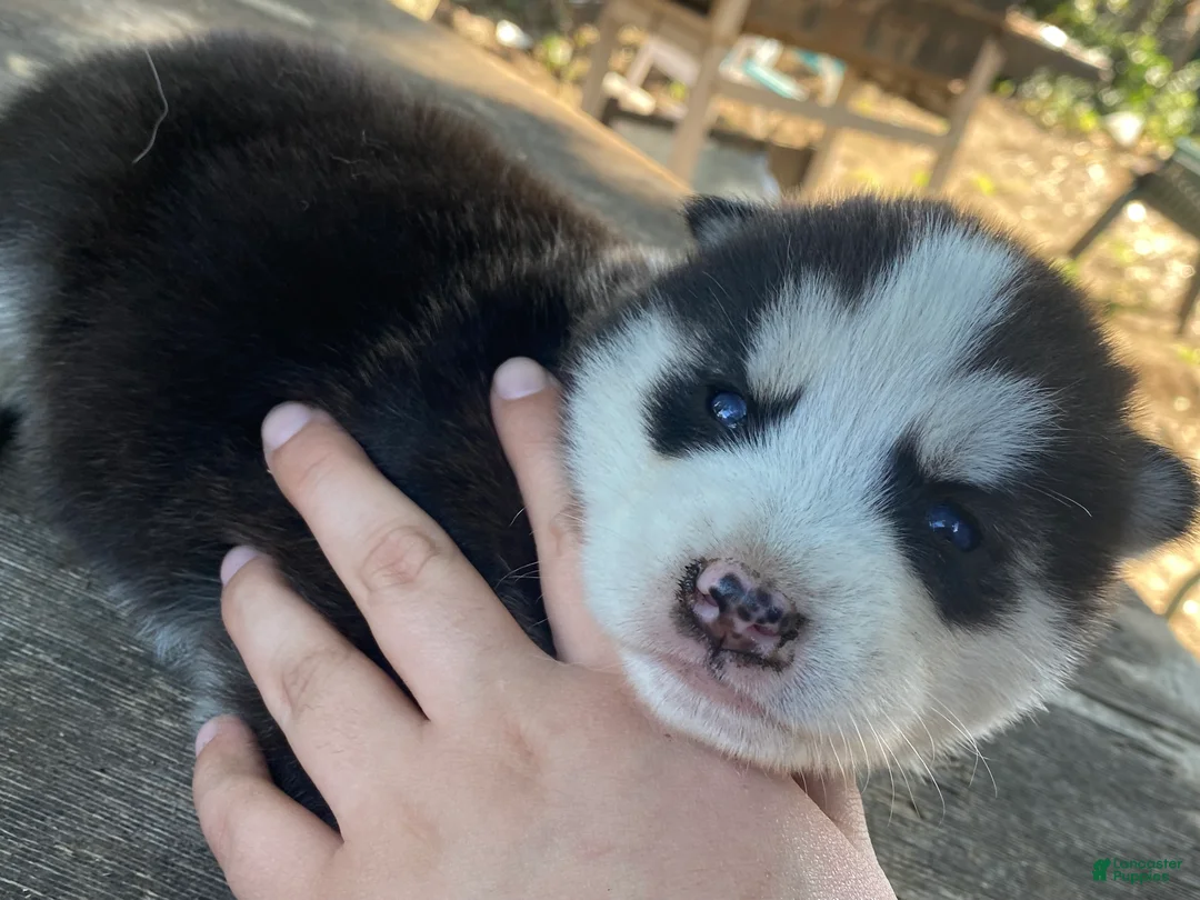 Mixed Breed dogs for sale: Firu - Ad 2
