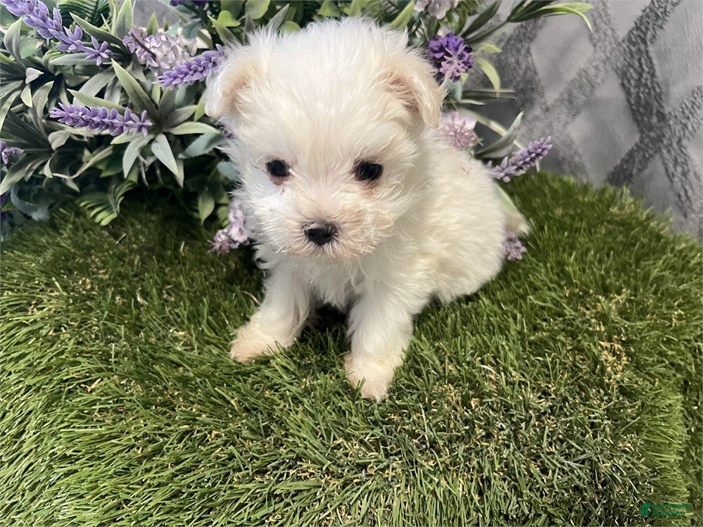 Maltese dogs Maltese Puppy 2 - Ad 3