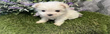Maltese Puppy 2