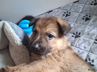 German Shepherd dogs for sale: Roulette - Ad 2