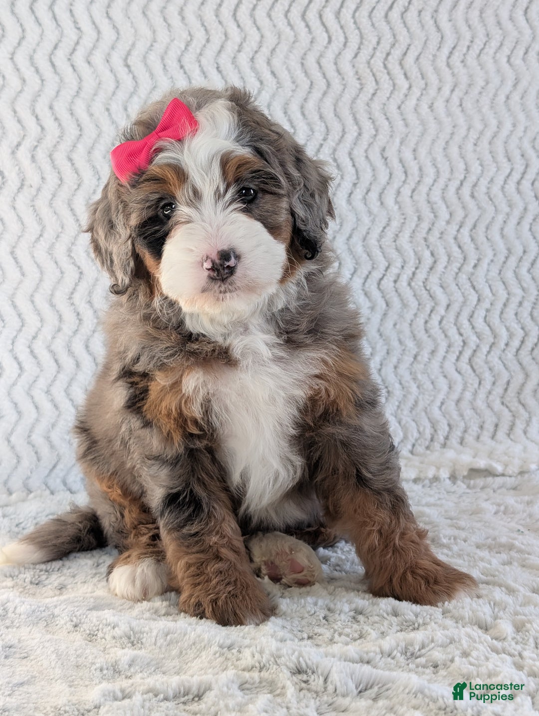 Mini Bernedoodle dogs for sale: Mini Sadie  - Ad 4