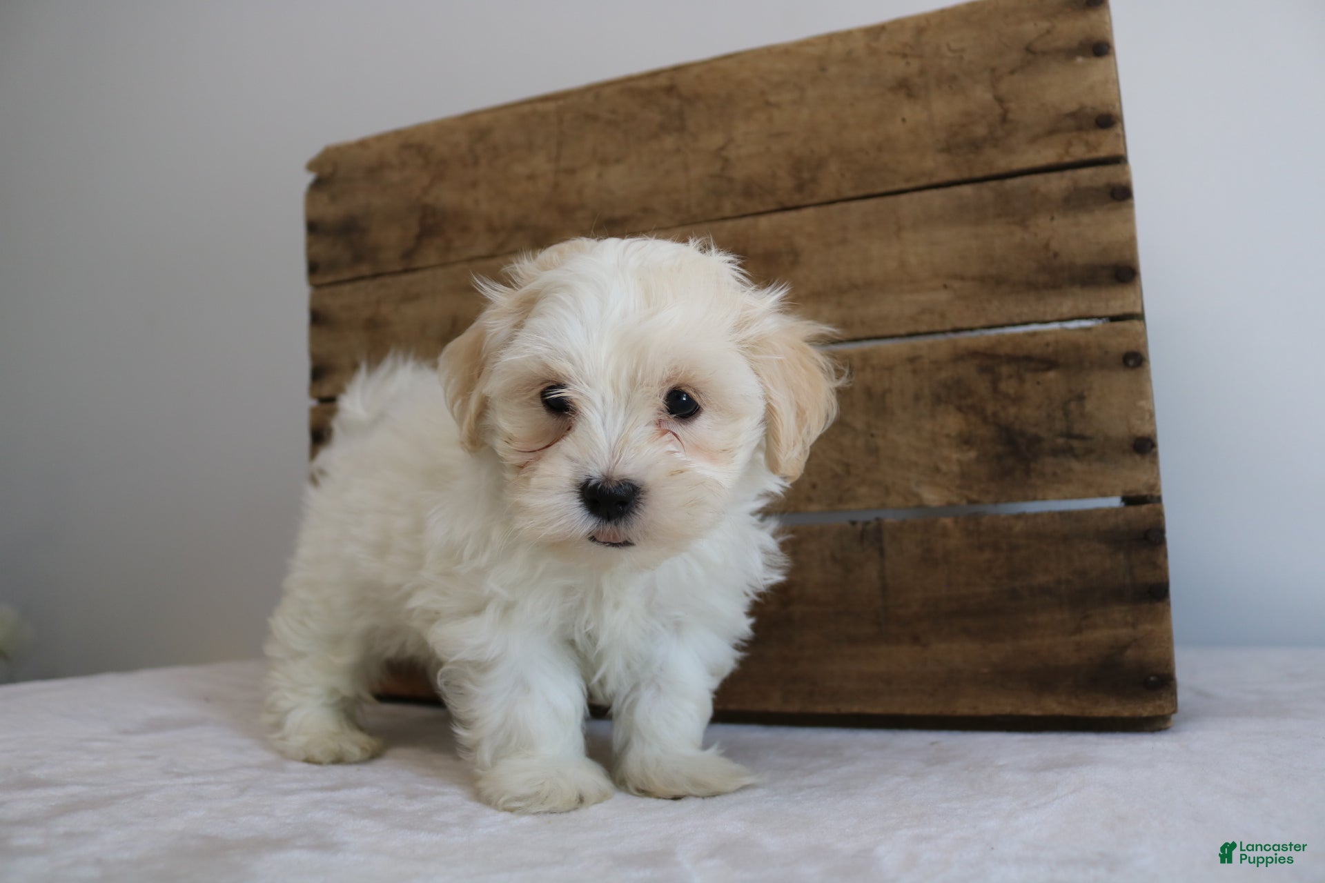 Maltipoo dogs Kooper - Ad 36