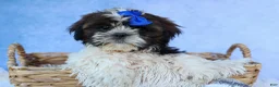 Shih Tzu dogs for sale: RANDY - Ad 8