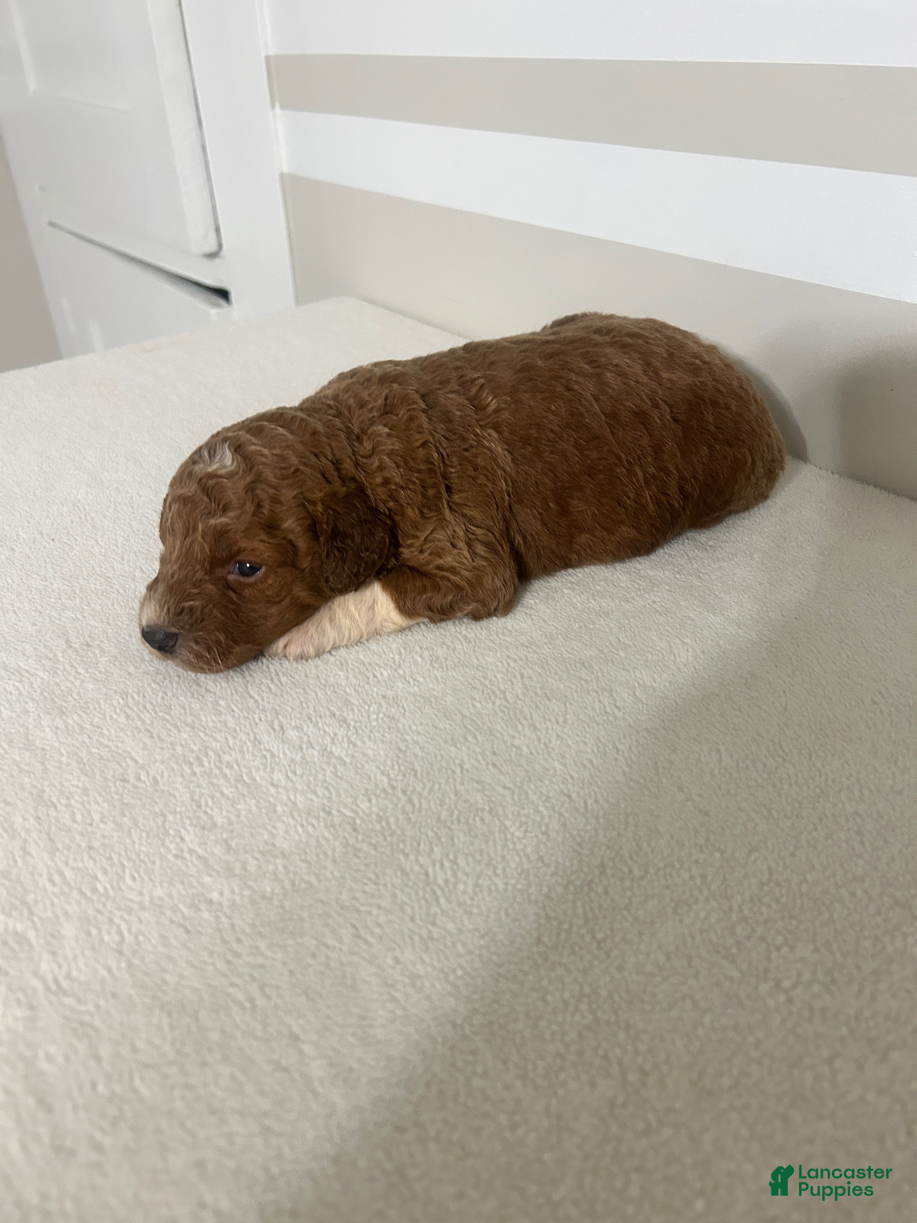 Mini Goldendoodle dogs Chad - Ad 23