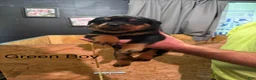 Rottweiler dogs for sale: Rottweiler 2 - Ad 3