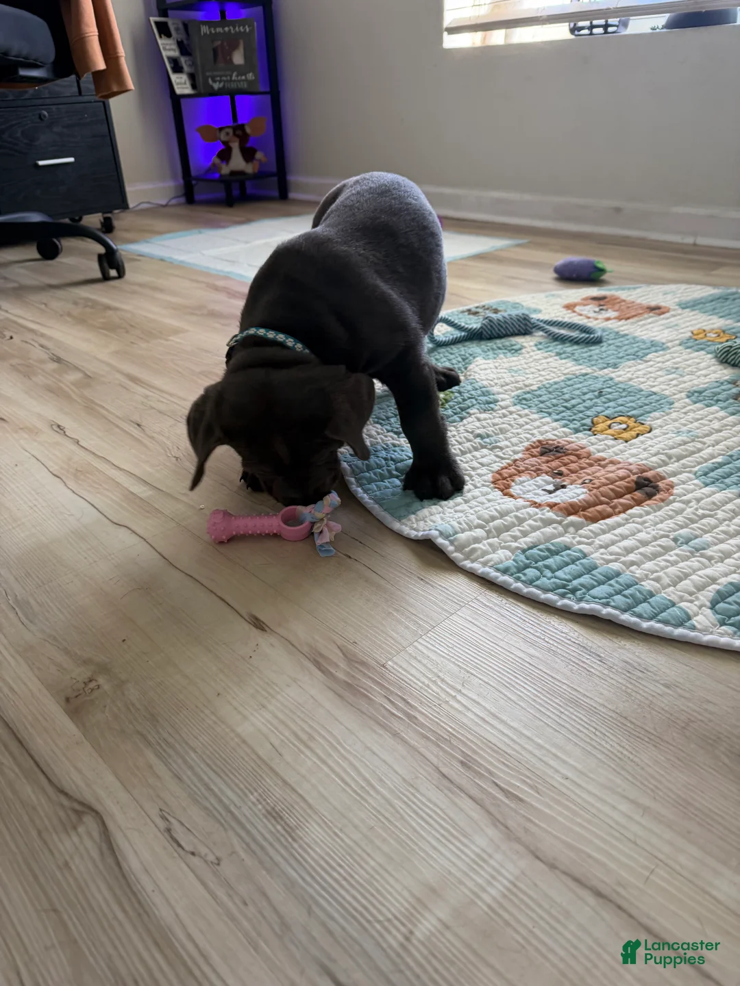 Cane Corso dogs for sale: Raiden - Ad 2
