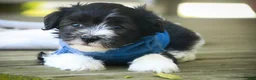 Havanese dogs for sale: Apollo Havanese  - Ad 13