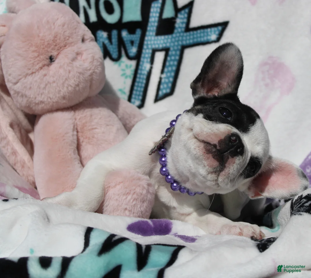 French Bulldog dogs for sale: Lola - Ad 2