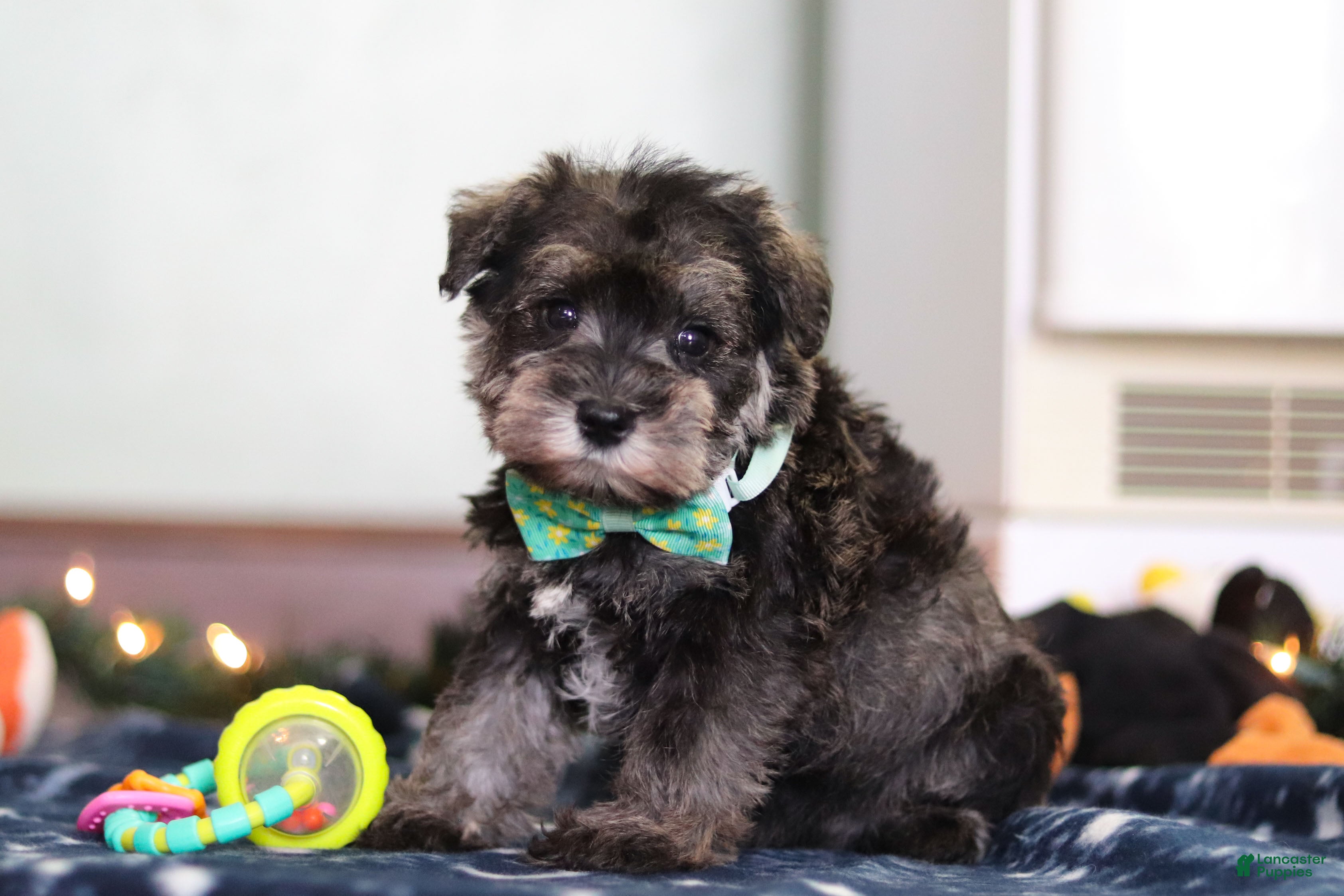 Miniature Schnauzer dogs Trace - Ad 7