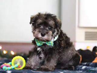 Miniature Schnauzer dogs Trace - Ad 3