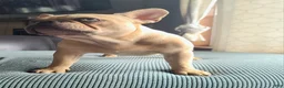 French Bulldog dogs for sale: Coco merle male - Ad 2