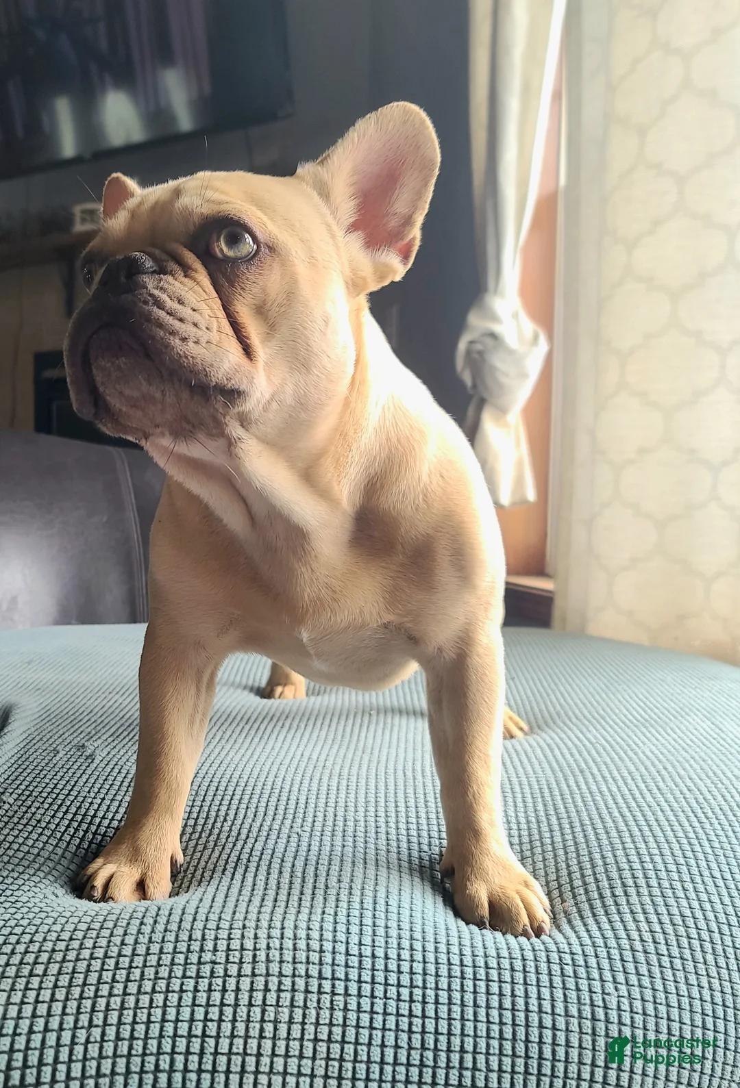 French Bulldog dogs for sale: Coco merle male - Ad 2