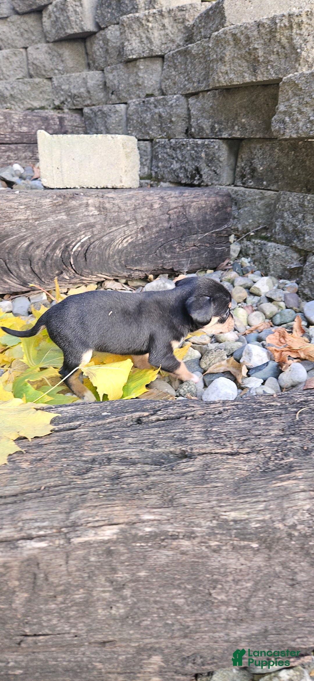 Mixed Breed dogs for sale: Luna - Ad 8