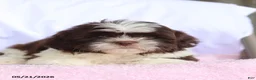 Shih Tzu dogs for sale: Nikki - Ad 3