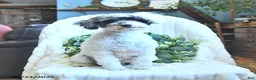 Miniature Poodle dogs for sale: Dixie - Ad 6