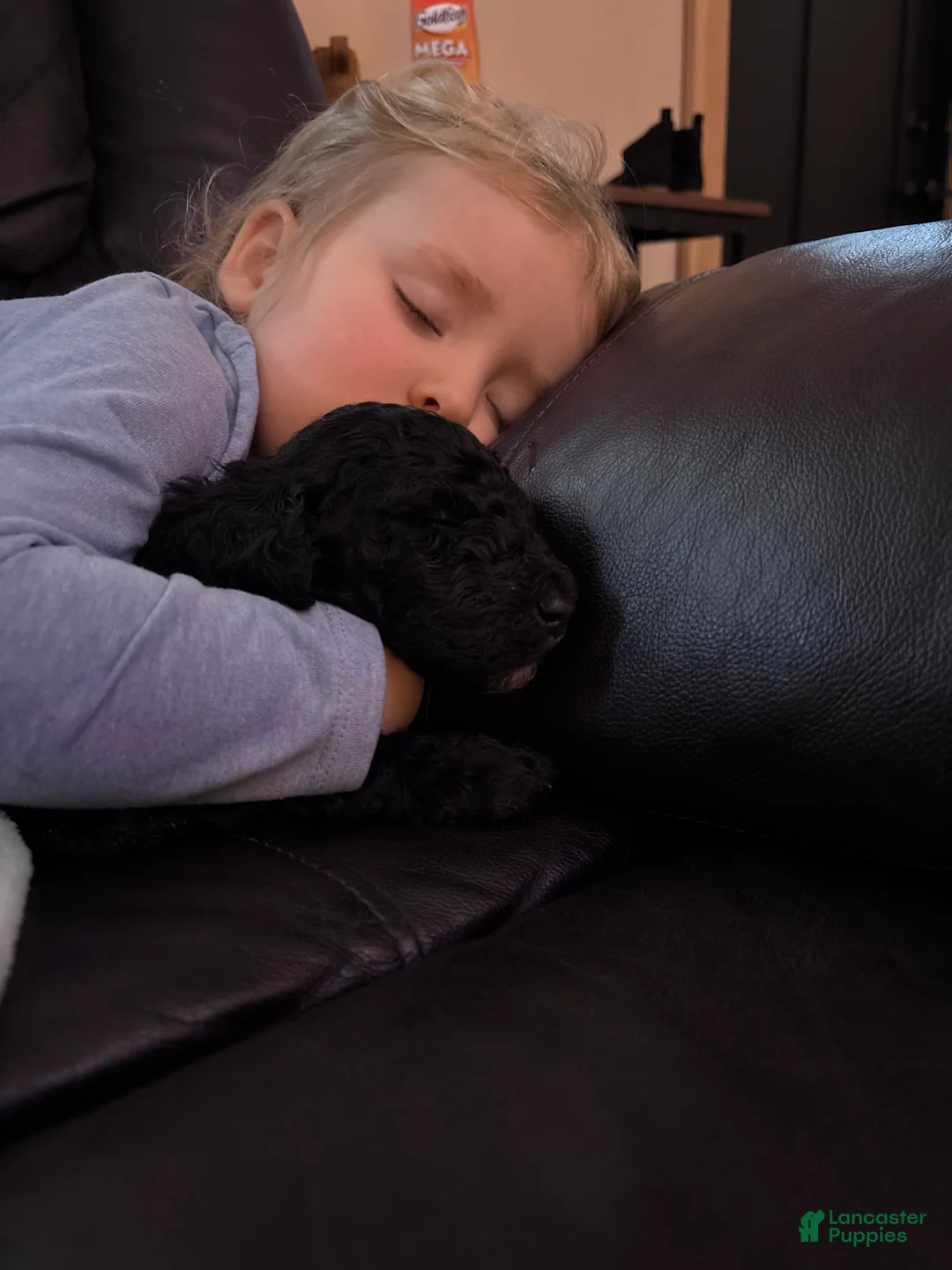 Labradoodle dogs for sale: Labradoodle Puppy 6 - Ad 21