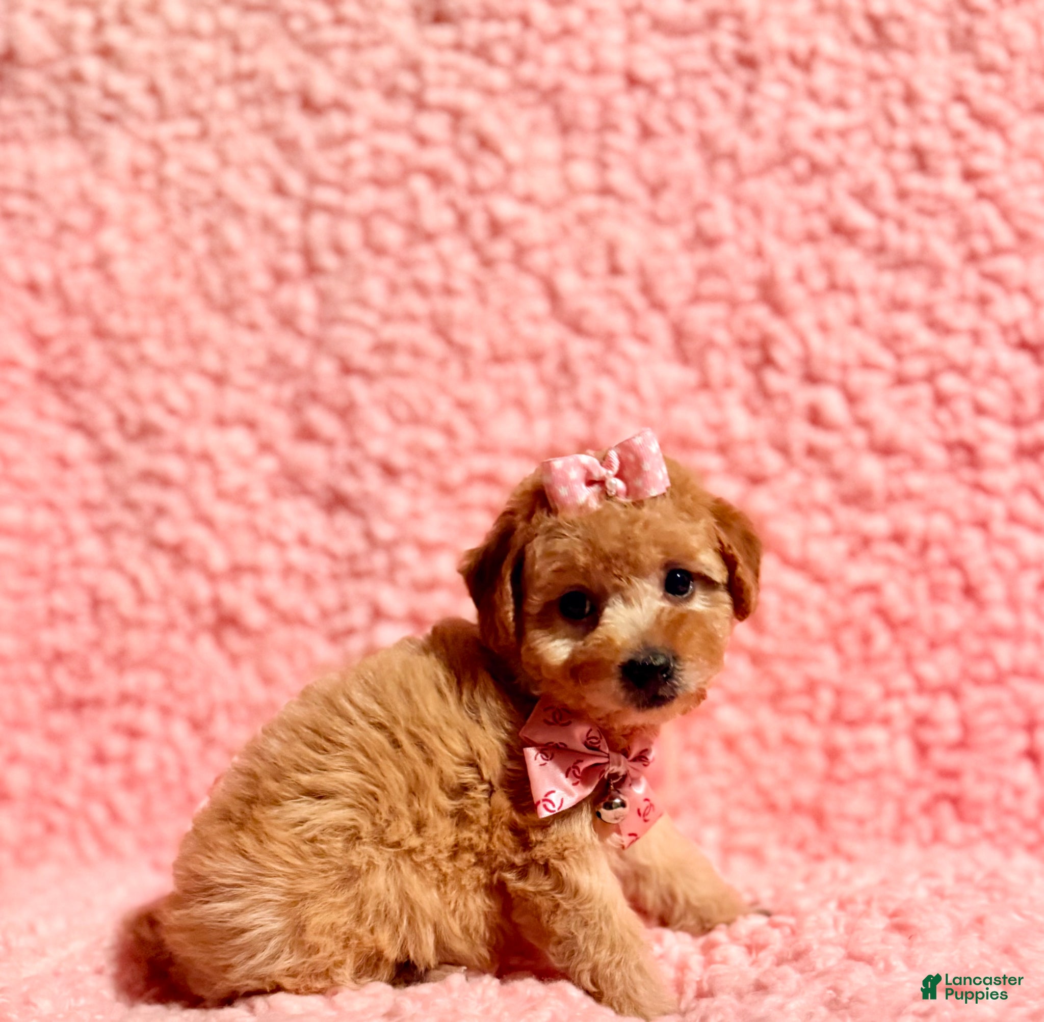 Toy Poodle dogs Precious female Poodle - Ad 2