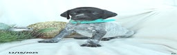 German Shorthaired Pointer dogs for sale: Delilah - Ad 4