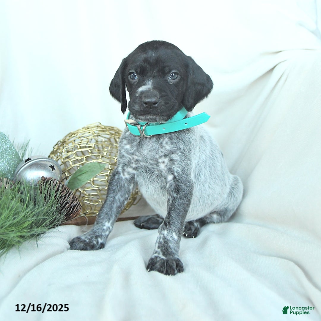 German Shorthaired Pointer dogs for sale: Delilah - Ad 4