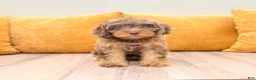 Cavapoo dogs for sale: Liberty - Ad 1