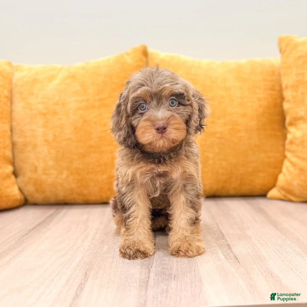 Cavapoo dogs for sale: Liberty - Ad 1