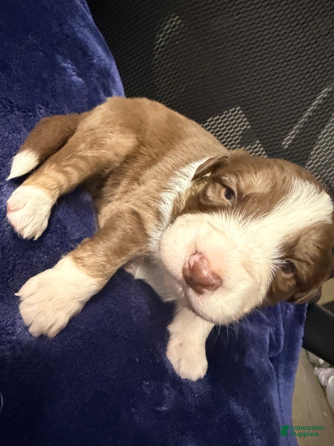 Australian Shepherd dogs for sale: Australian Shepherd Puppy - Oscar  - Ad 6