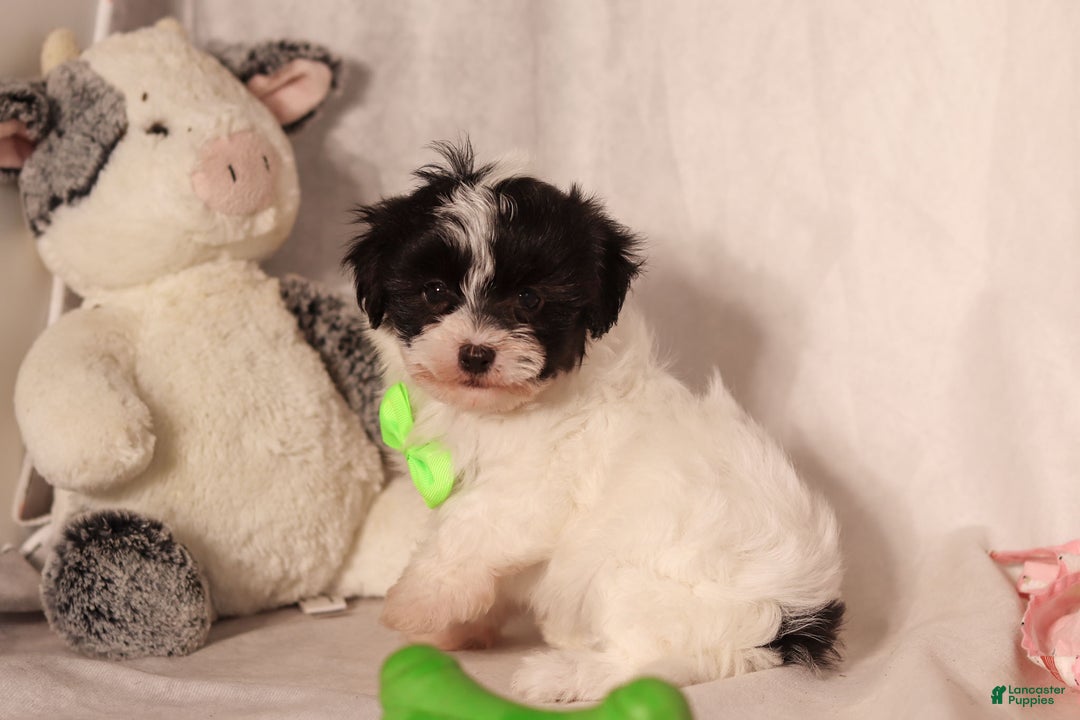 Havapoo dogs for sale: Chip - Ad 5