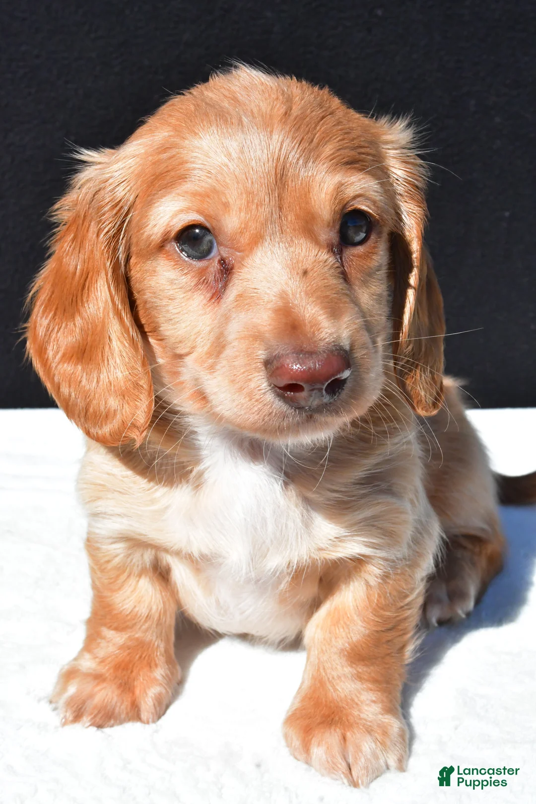 Dachshund dogs for sale: Cash - Ad 1