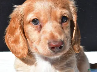 Dachshund dogs for sale: Cash - Ad 1