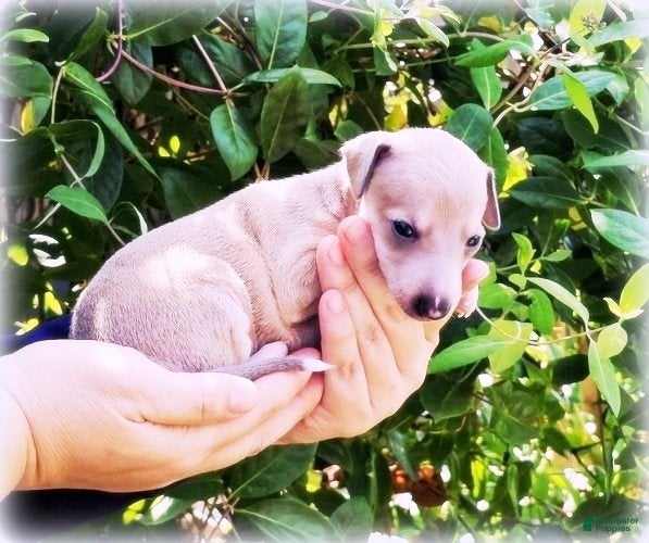 Italian Greyhound dogs Zayne - Ad 2