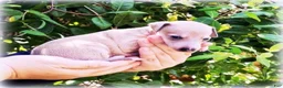 Italian Greyhound dogs for sale: Zayne - Ad 2