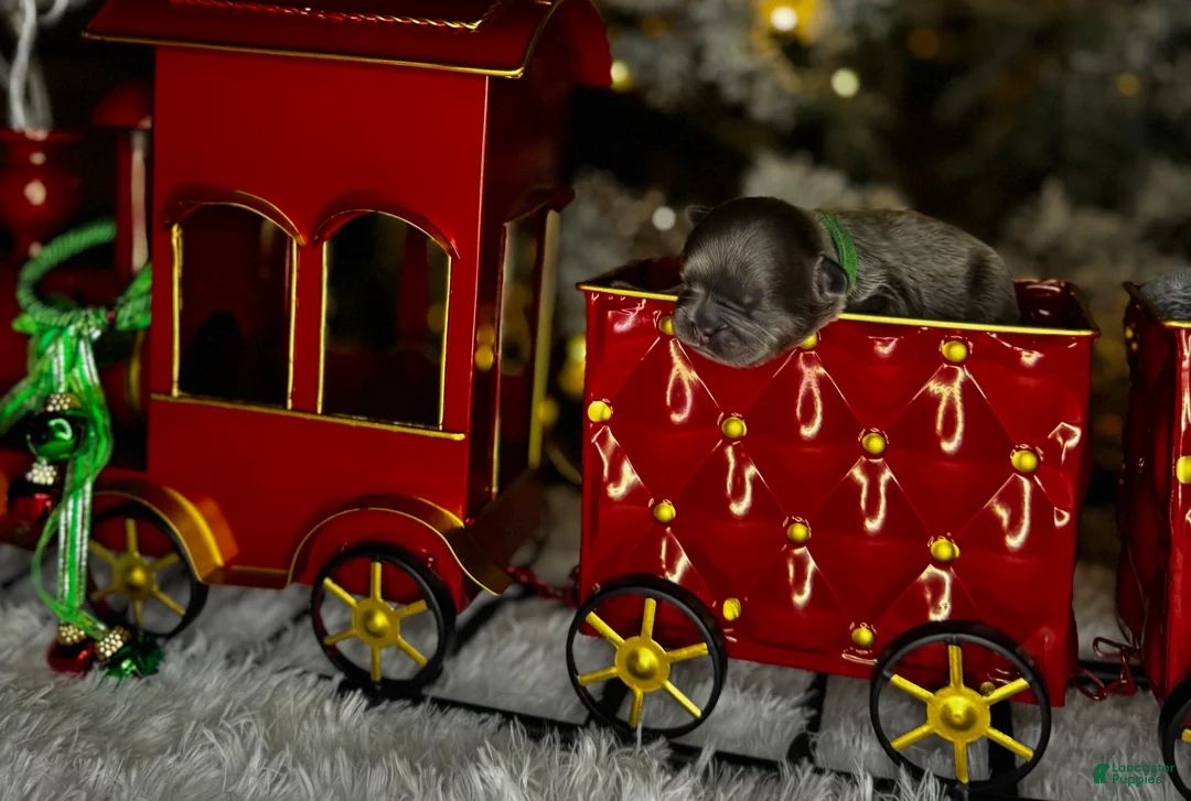 French Bulldog dogs for sale: ROMEO  - Ad 5