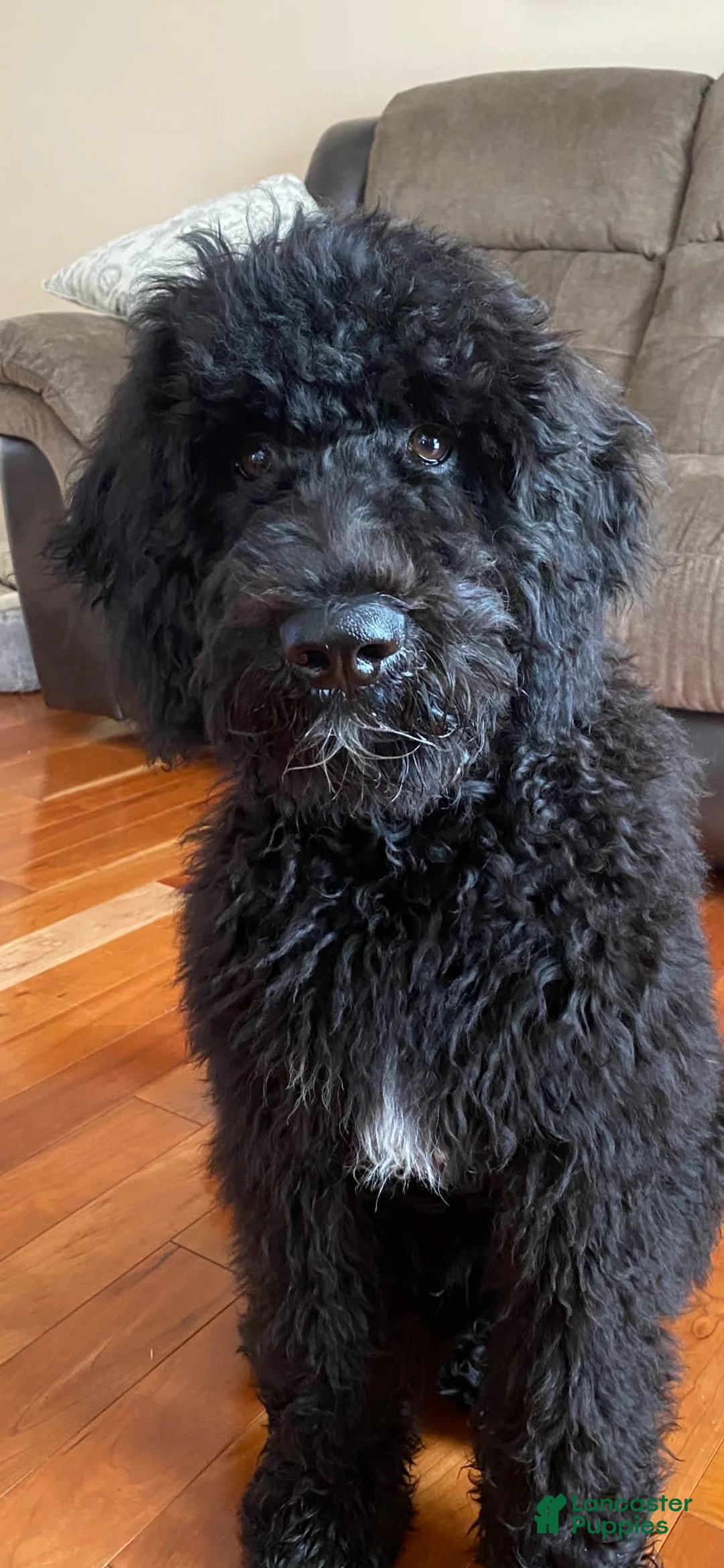 Gallery Image {{count}}