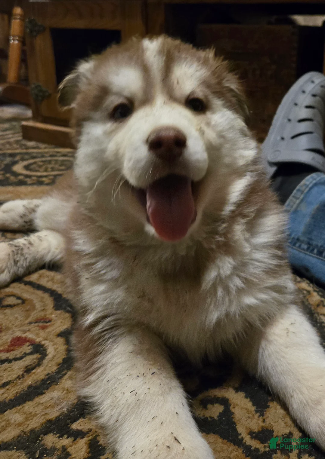 Siberian Husky dogs for sale: George - Ad 1