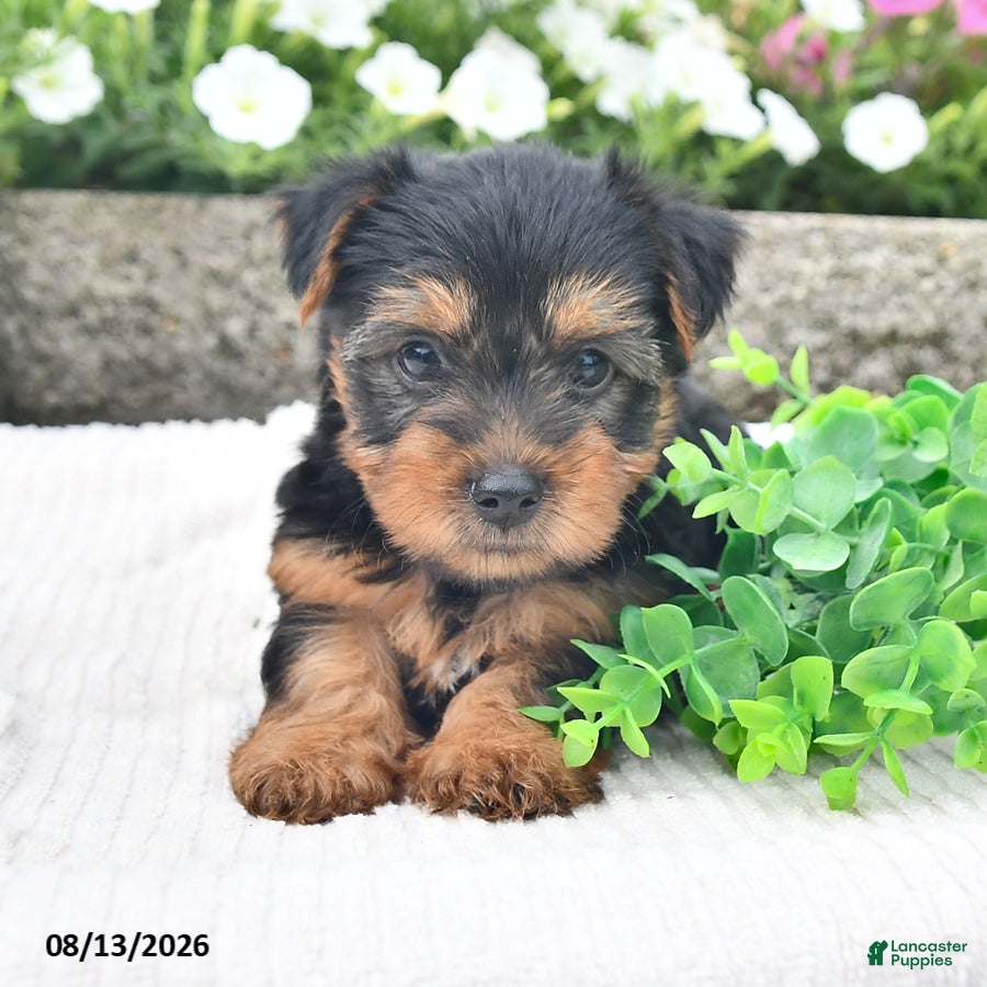 Yorkshire Terrier dogs Asher - Ad 1