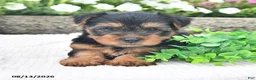 Yorkshire Terrier dogs for sale: Asher - Ad 1