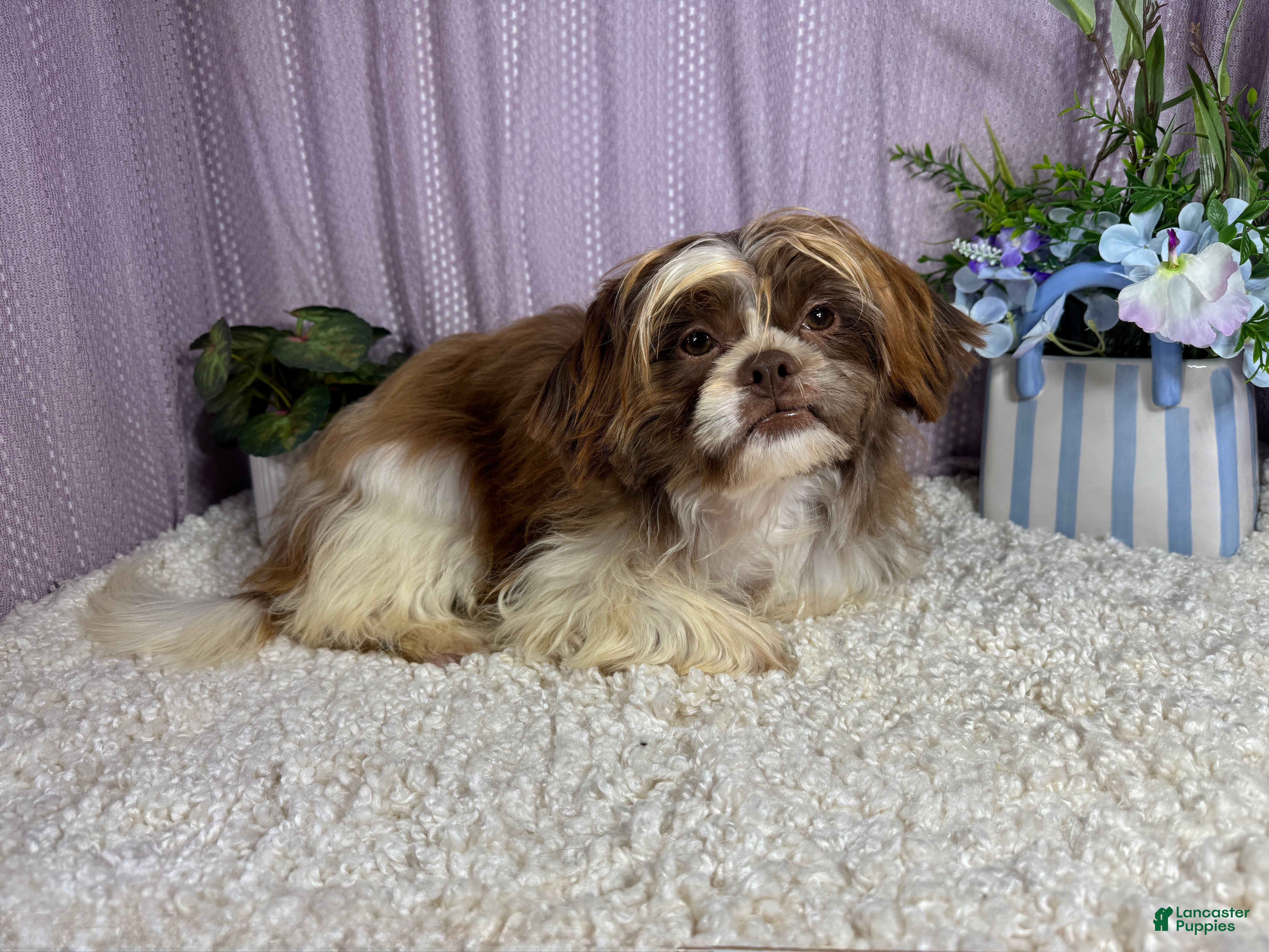 Shih Tzu dogs Shih Tzu 2 - Ad 19